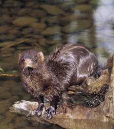 Mink