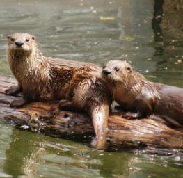 River Otters